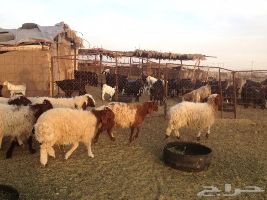 30 فيهن 5 رخال والباقي طليان 5-6 شهور (image 3)