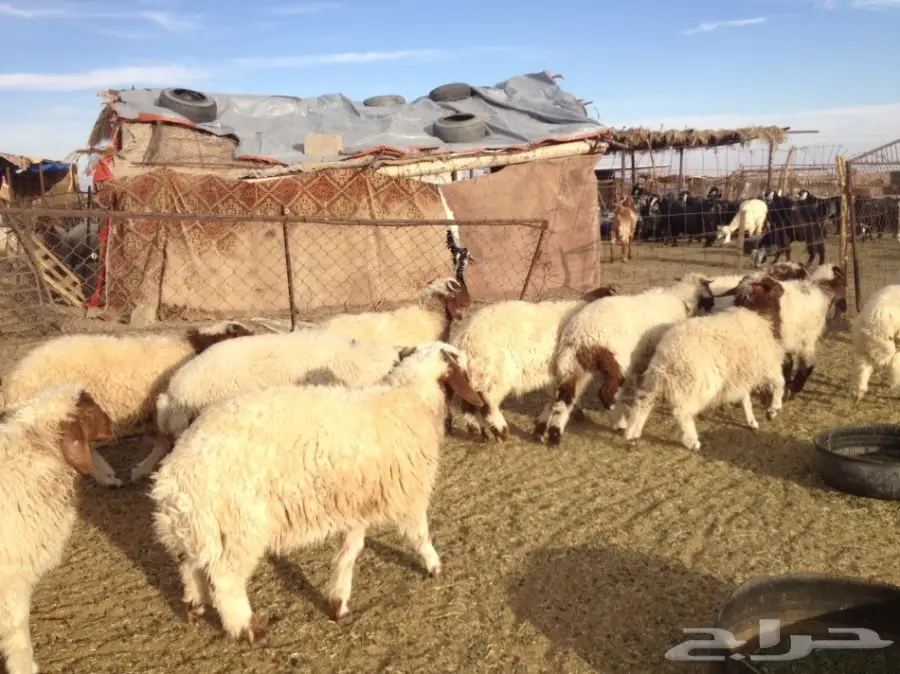 30 فيهن 5 رخال والباقي طليان 5-6 شهور (image 4)