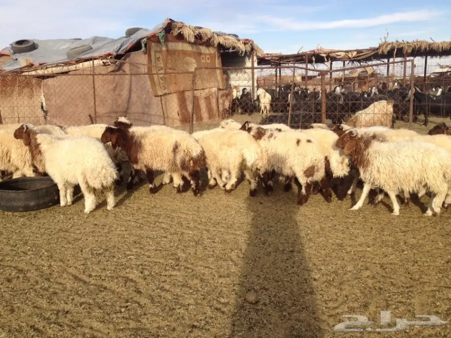 30 فيهن 5 رخال والباقي طليان 5-6 شهور (image 5)