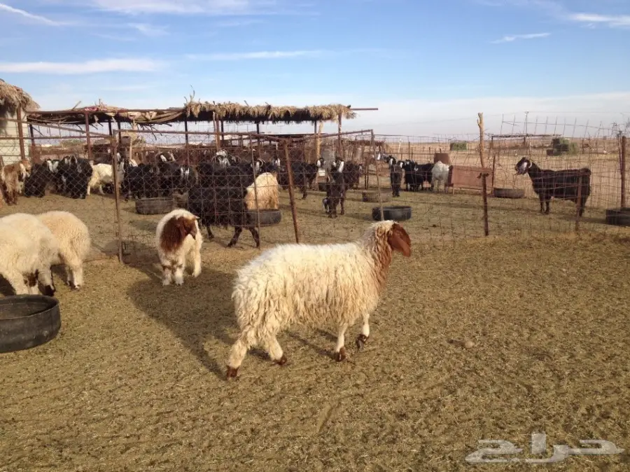 30 فيهن 5 رخال والباقي طليان 5-6 شهور (image 6)