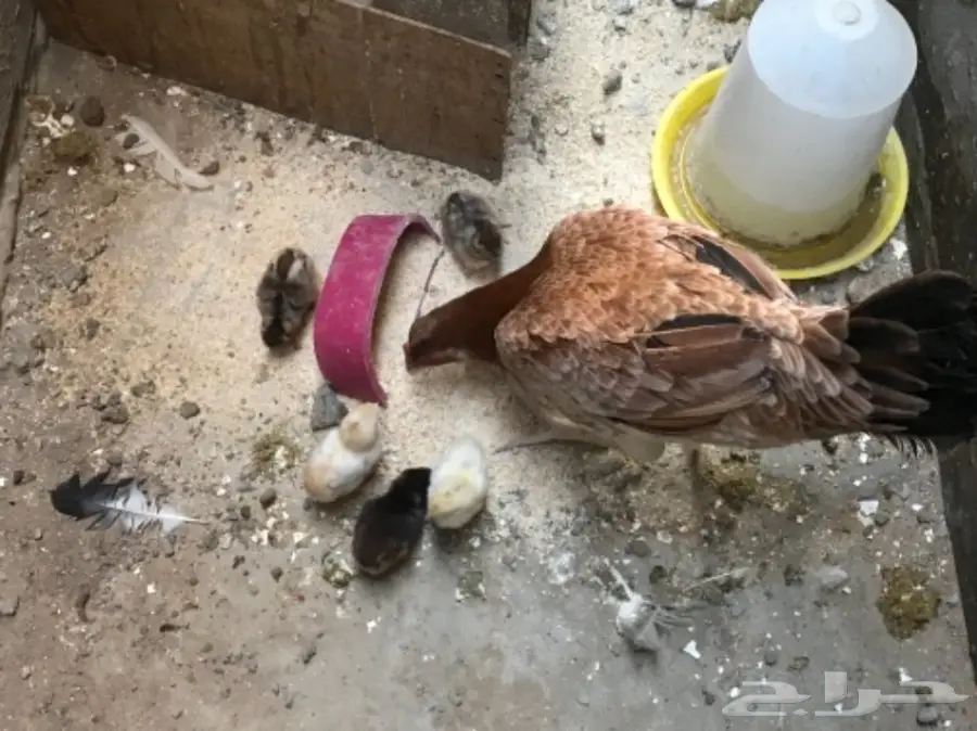دجاجه بعيالها (image 1)