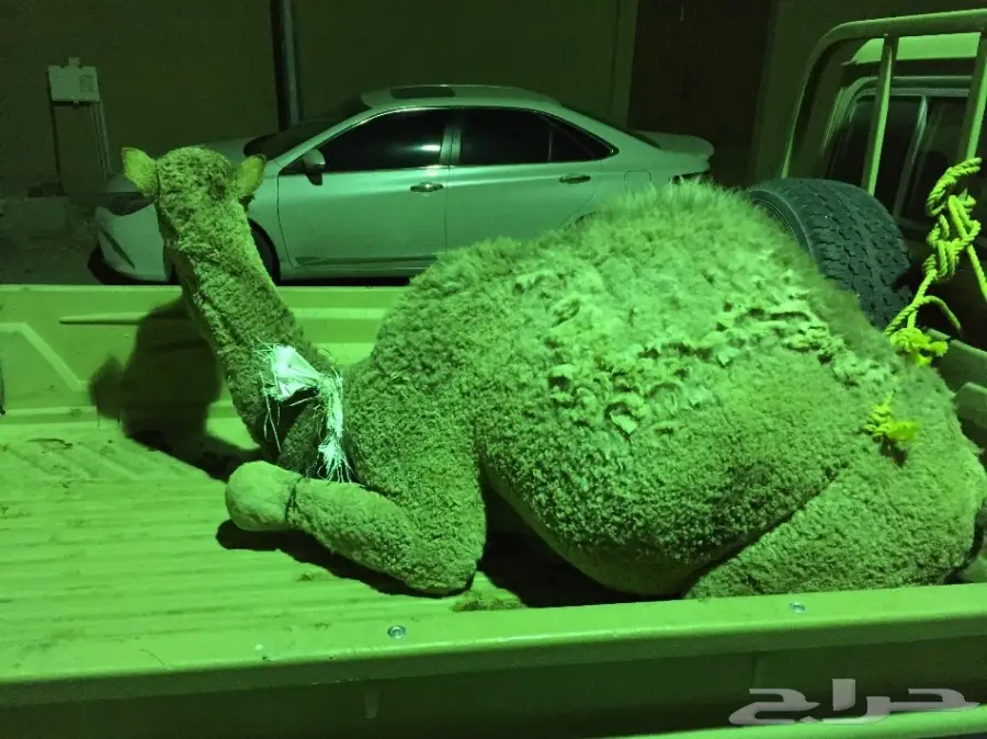 حشو بريه سمان للبيع (image 3)