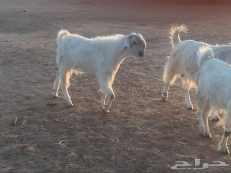 عنز دفيع (image 1)