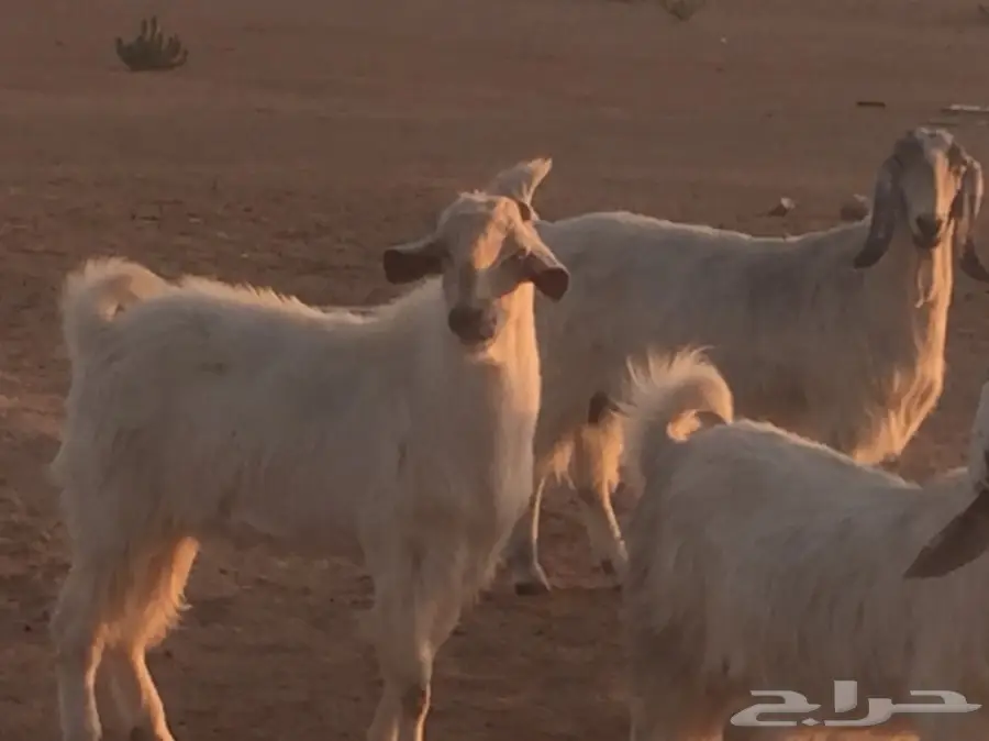 عنز دفيع (image 2)