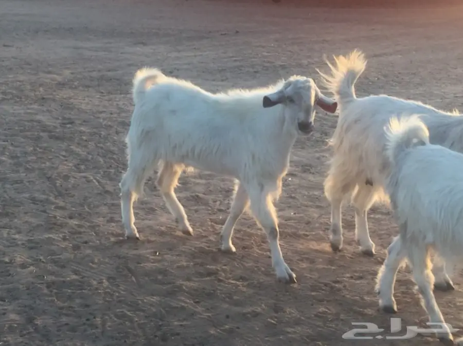 عنز دفيع (image 3)