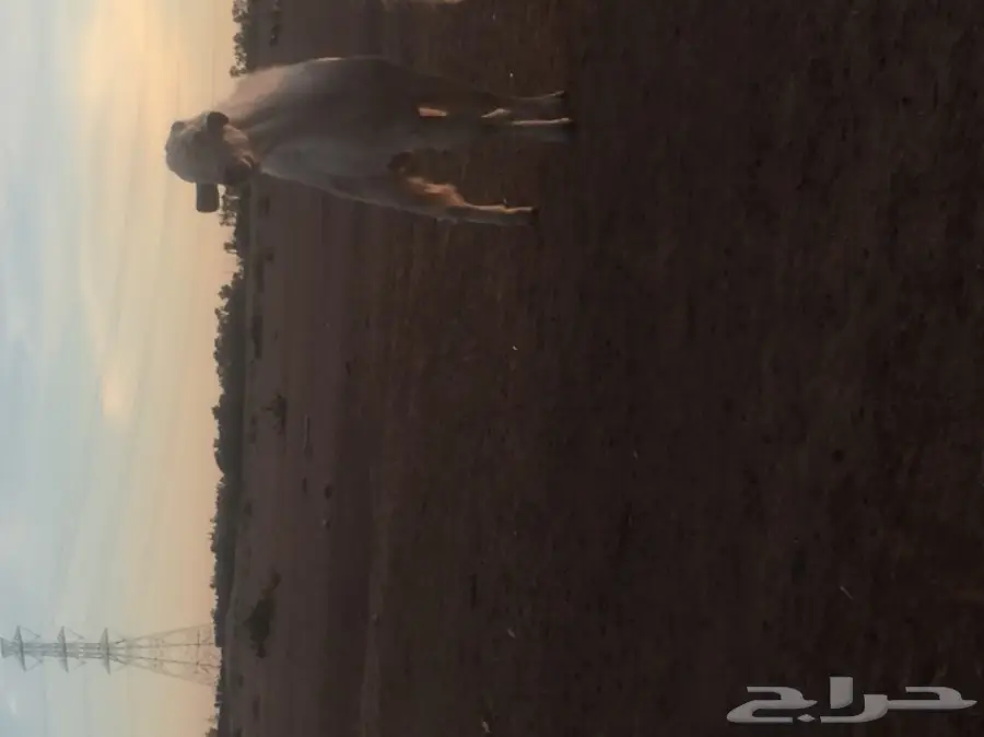 عنز دفيع (image 4)