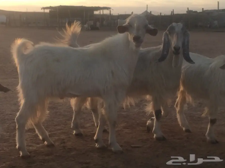 عنز دفيع (image 6)