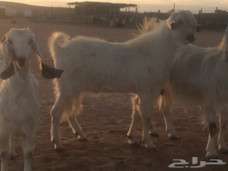 عنز دفيع (image 7)