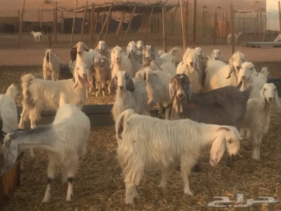 عنز دفيع (image 8)