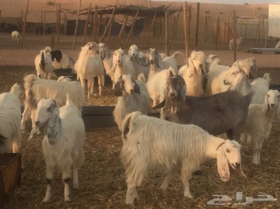 عنز دفيع (image 9)