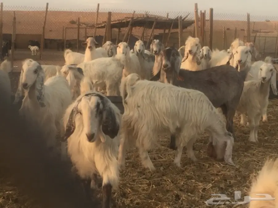 عنز دفيع (image 10)