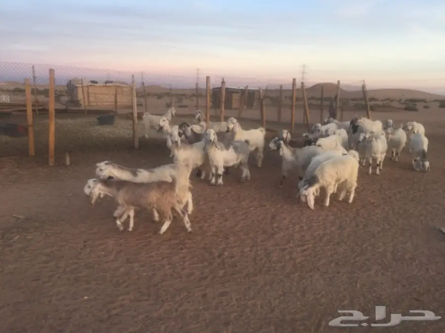 عنز دفيع (image 11)