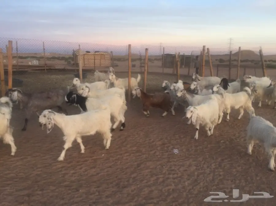 عنز دفيع (image 12)