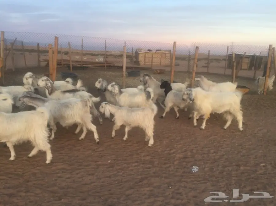 عنز دفيع (image 13)