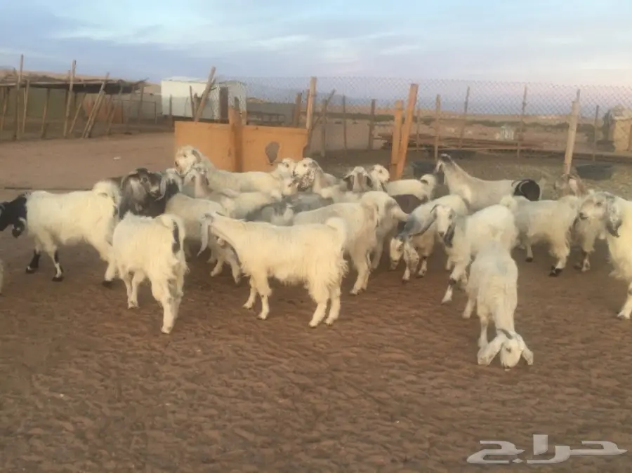 عنز دفيع (image 14)