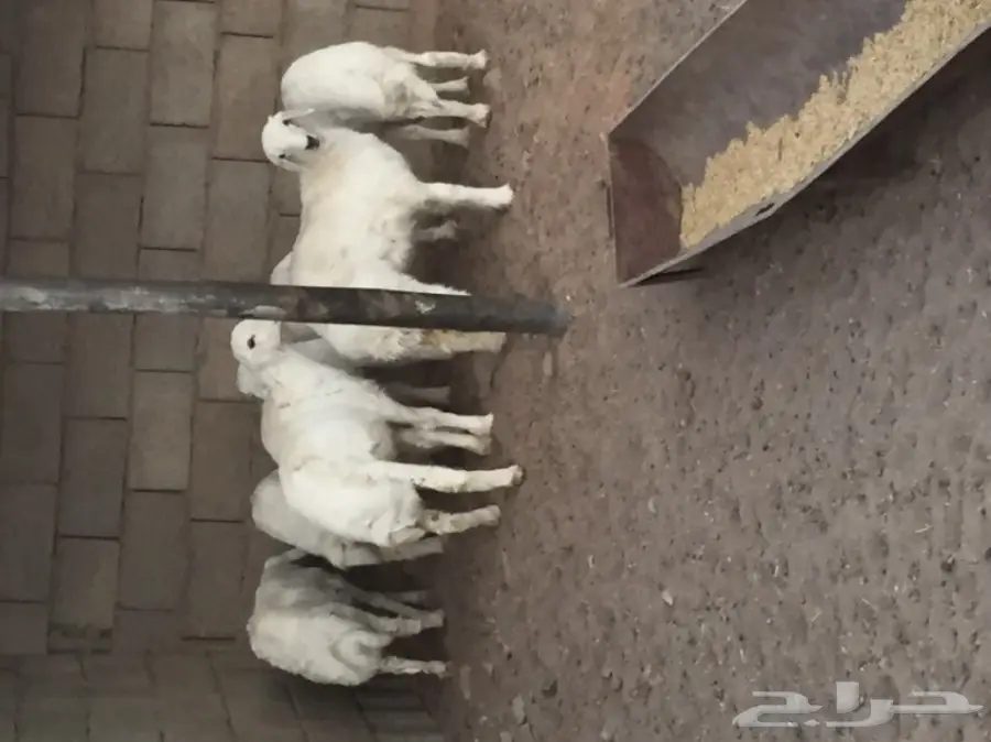 بهم للبيع الموقع تربه 