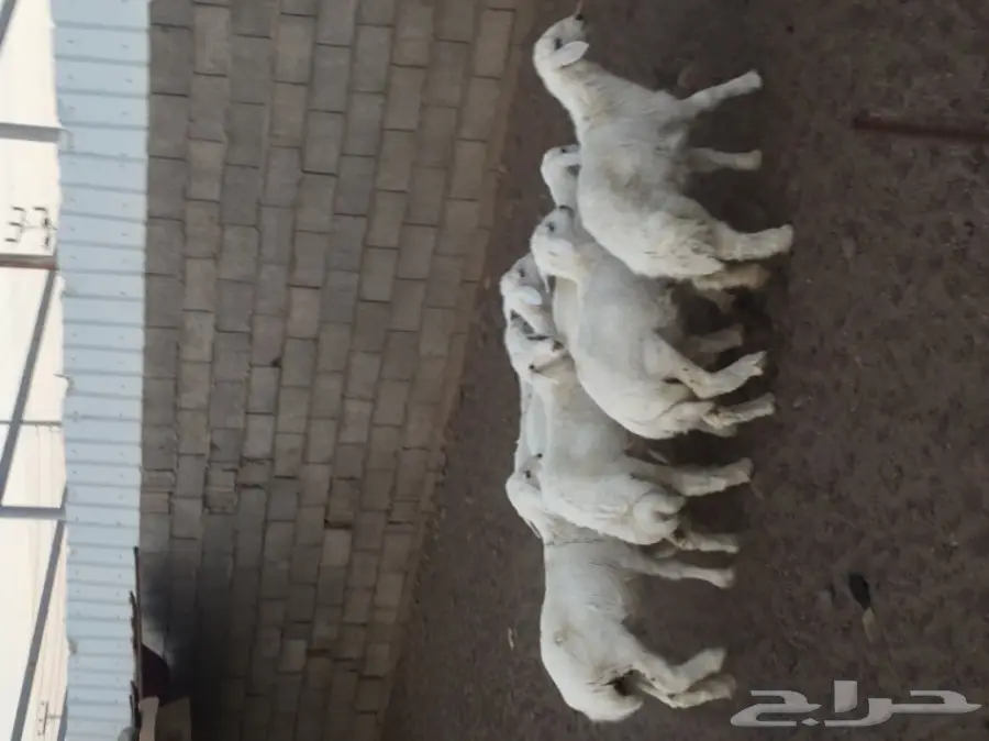 بهم للبيع الموقع تربه  (image 1)