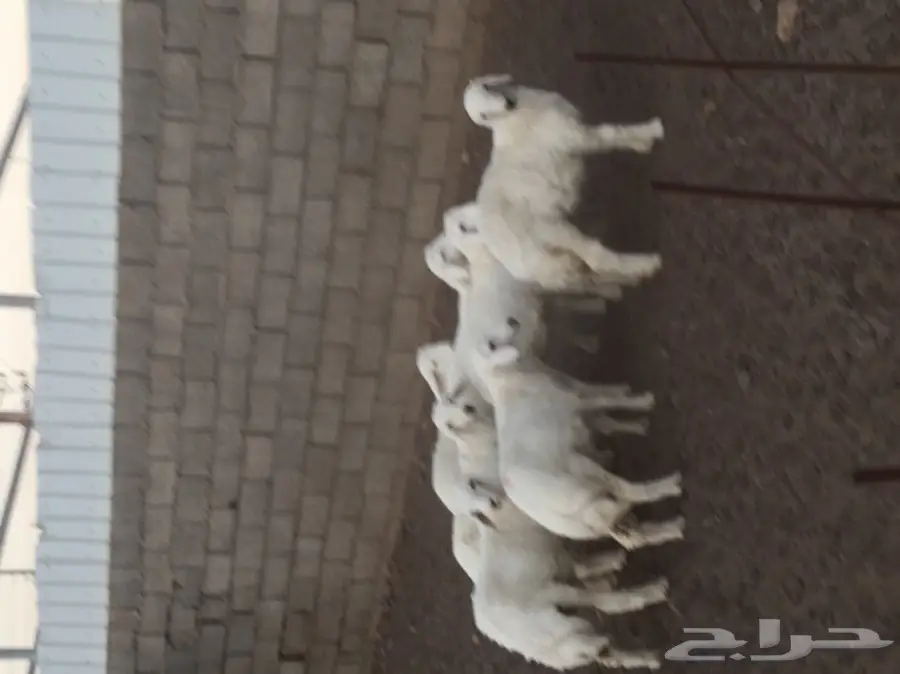 بهم للبيع الموقع تربه  (image 2)