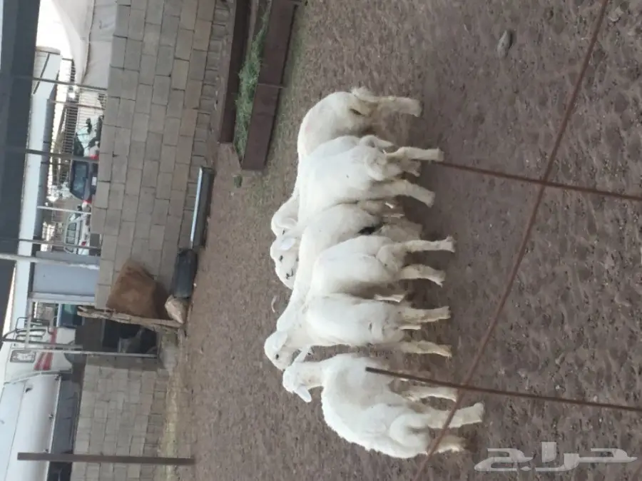 بهم للبيع الموقع تربه  (image 3)