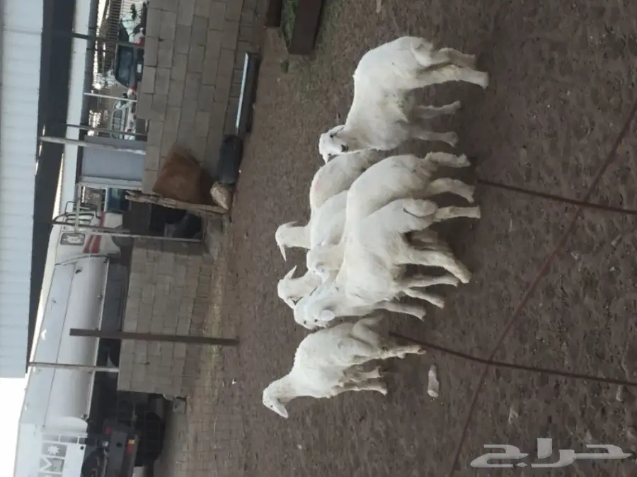 بهم للبيع الموقع تربه  (image 4)