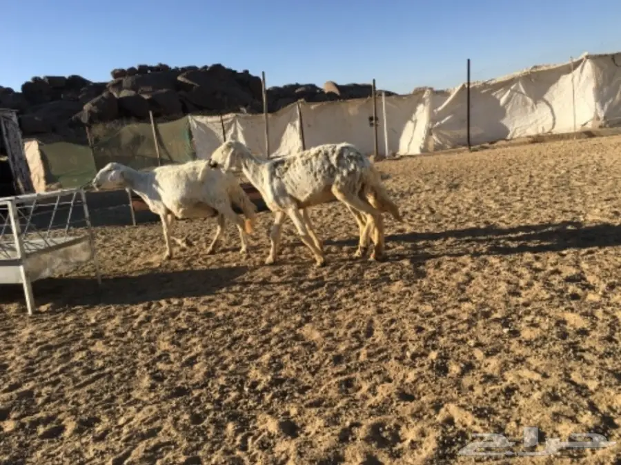 ثلاث نعاج دفع