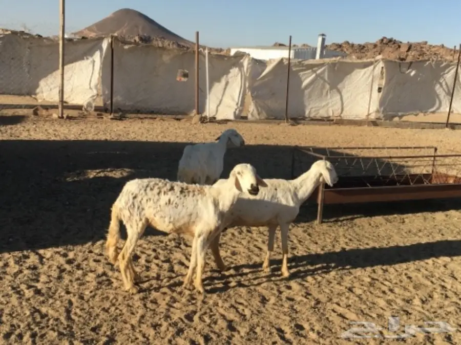 ثلاث نعاج دفع (image 1)