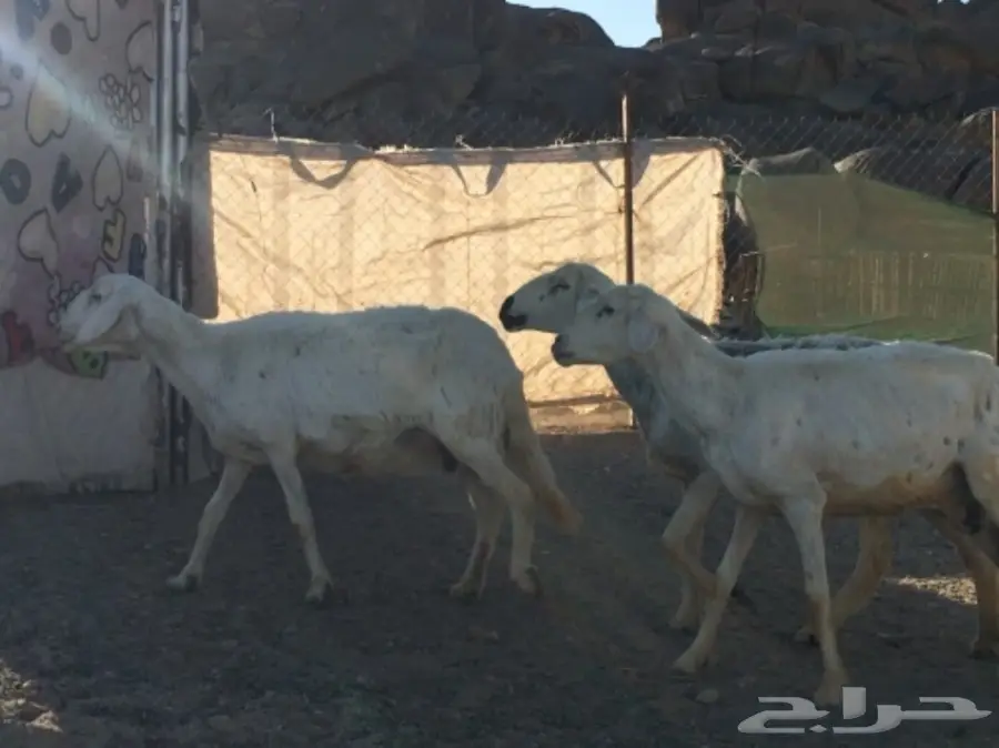 ثلاث نعاج دفع (image 2)