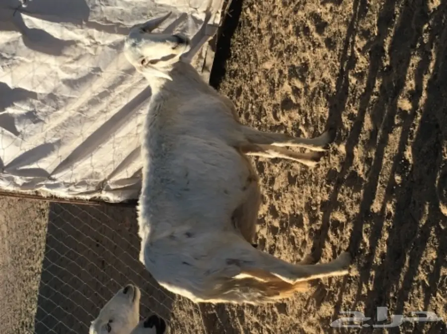 ثلاث نعاج دفع (image 3)