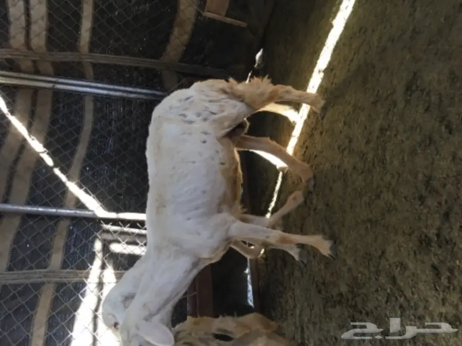 ثلاث نعاج دفع (image 4)