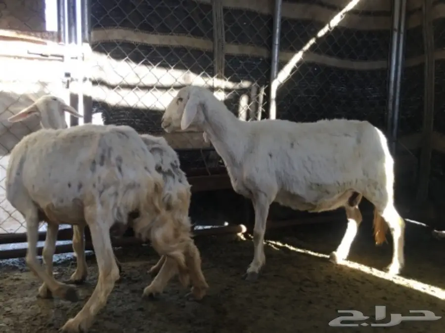 ثلاث نعاج دفع (image 5)
