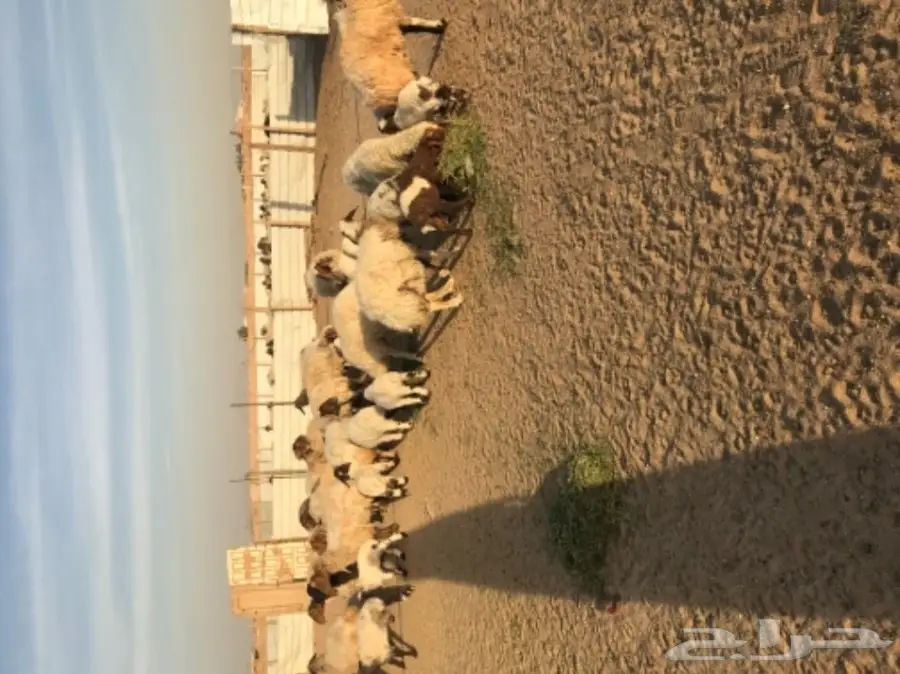 للبيع نعيم رغايث (image 1)