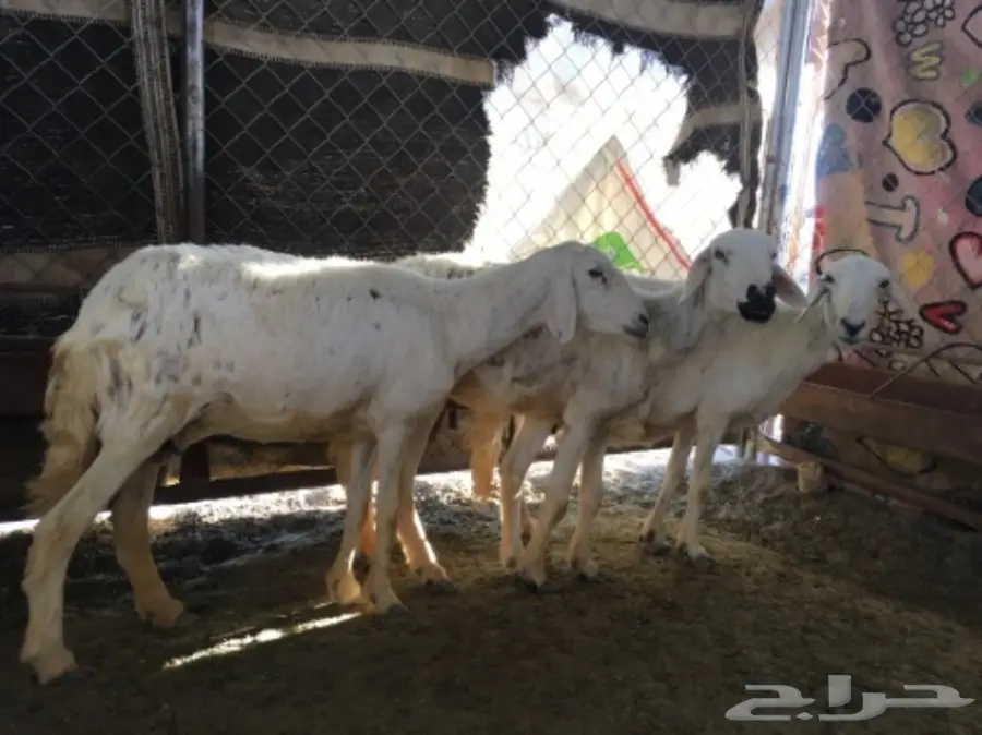 ثلاث نعاج دفع (image 6)
