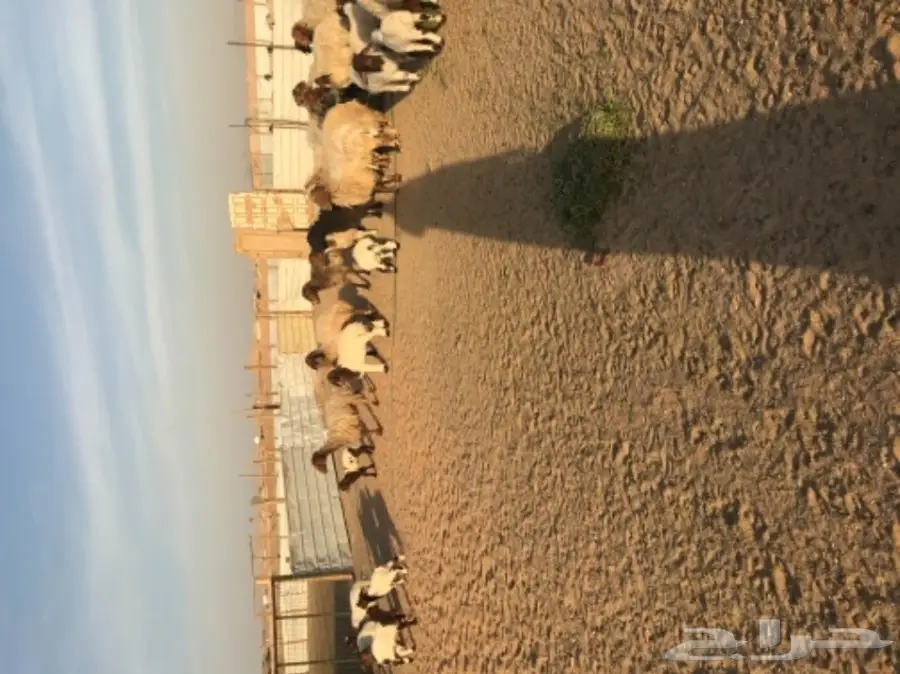 للبيع نعيم رغايث (image 2)
