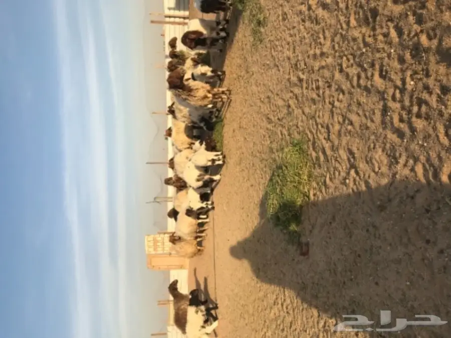 للبيع نعيم رغايث (image 3)