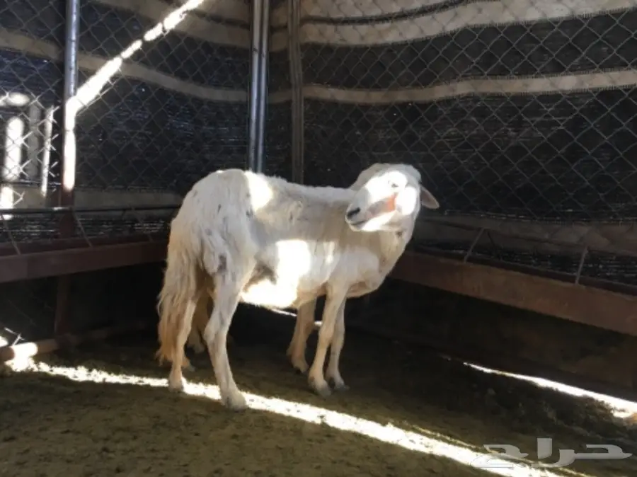 ثلاث نعاج دفع (image 7)