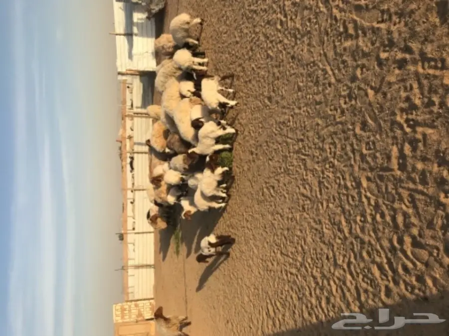 للبيع نعيم رغايث (image 4)