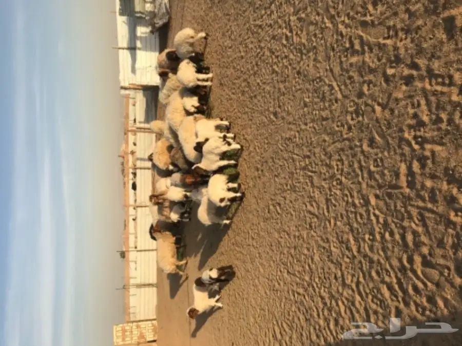 للبيع نعيم رغايث (image 5)