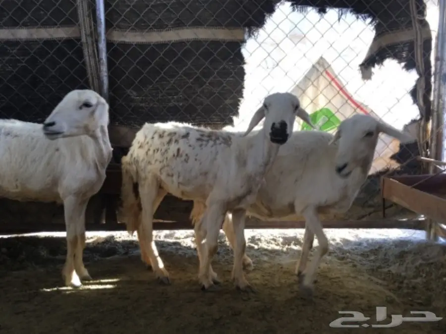 ثلاث نعاج دفع (image 8)