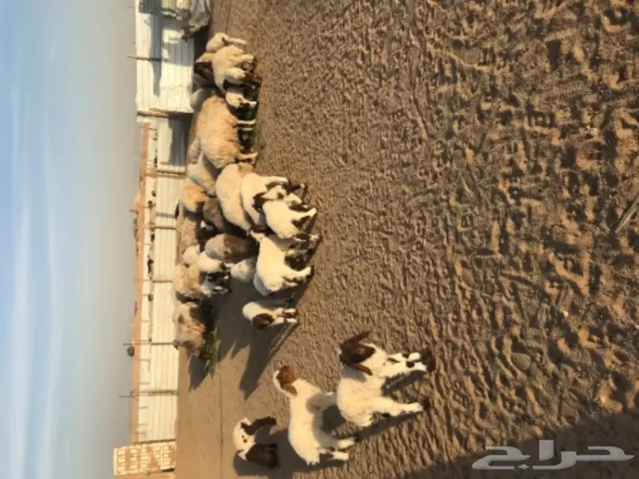 للبيع نعيم رغايث (image 6)