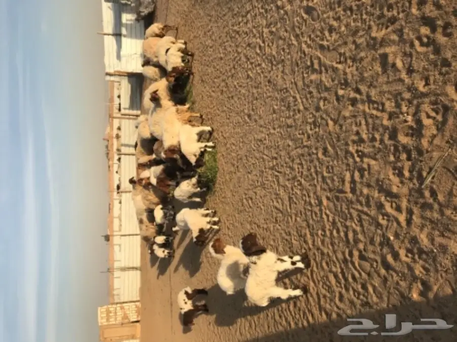 للبيع نعيم رغايث (image 7)
