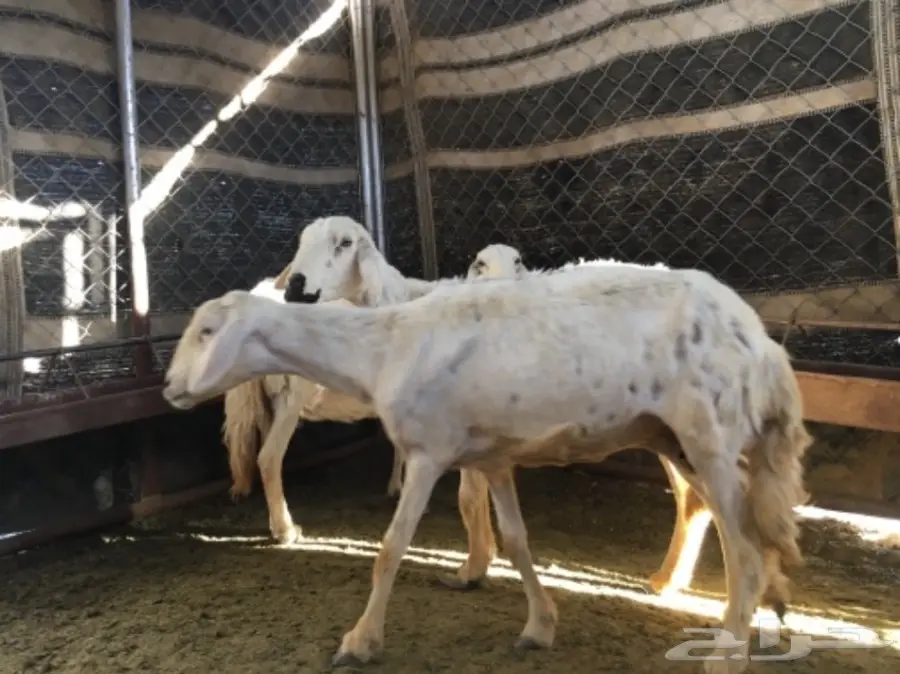 ثلاث نعاج دفع (image 9)