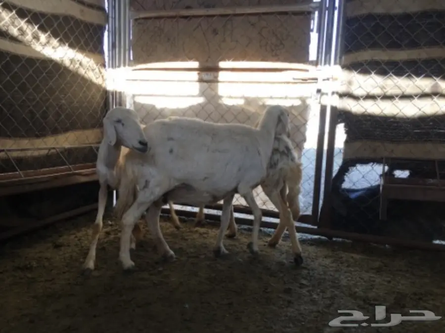 ثلاث نعاج دفع (image 10)