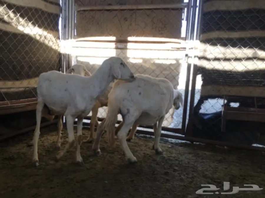 ثلاث نعاج دفع (image 11)