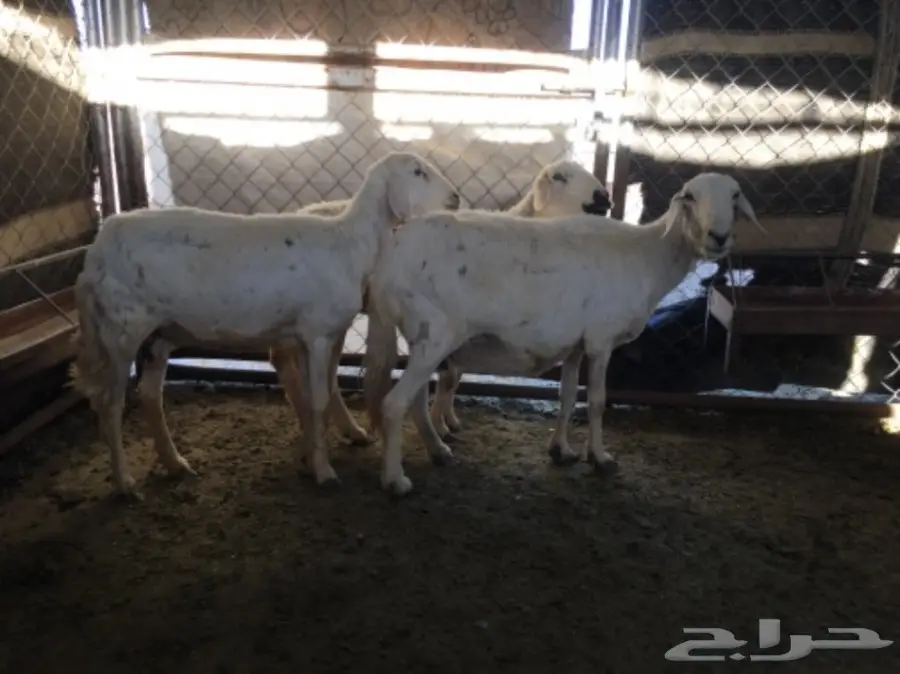 ثلاث نعاج دفع (image 12)