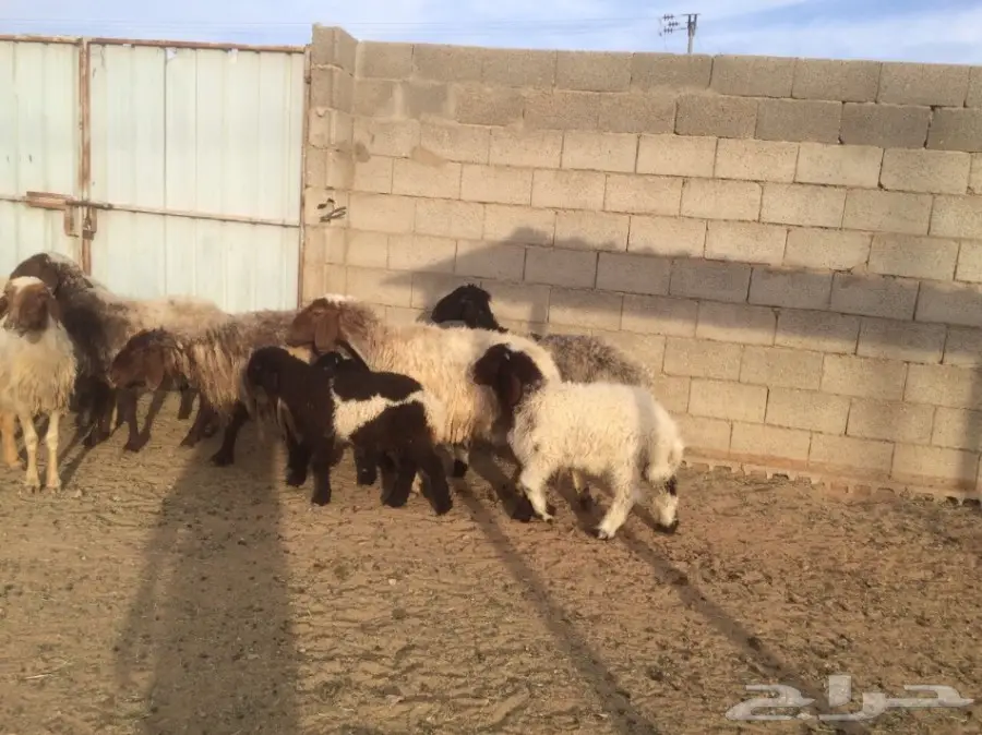 للبيع 10شياة وعيالها 10 ذبايح