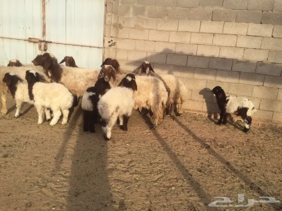 للبيع 10شياة وعيالها 10 ذبايح (image 1)