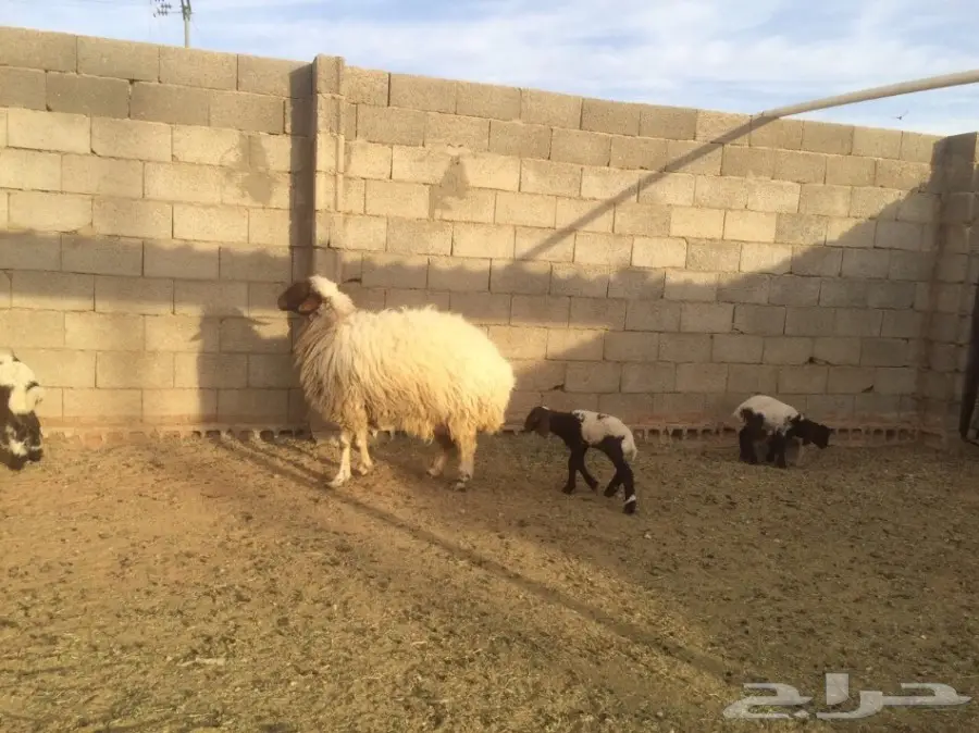 للبيع 10شياة وعيالها 10 ذبايح (image 2)