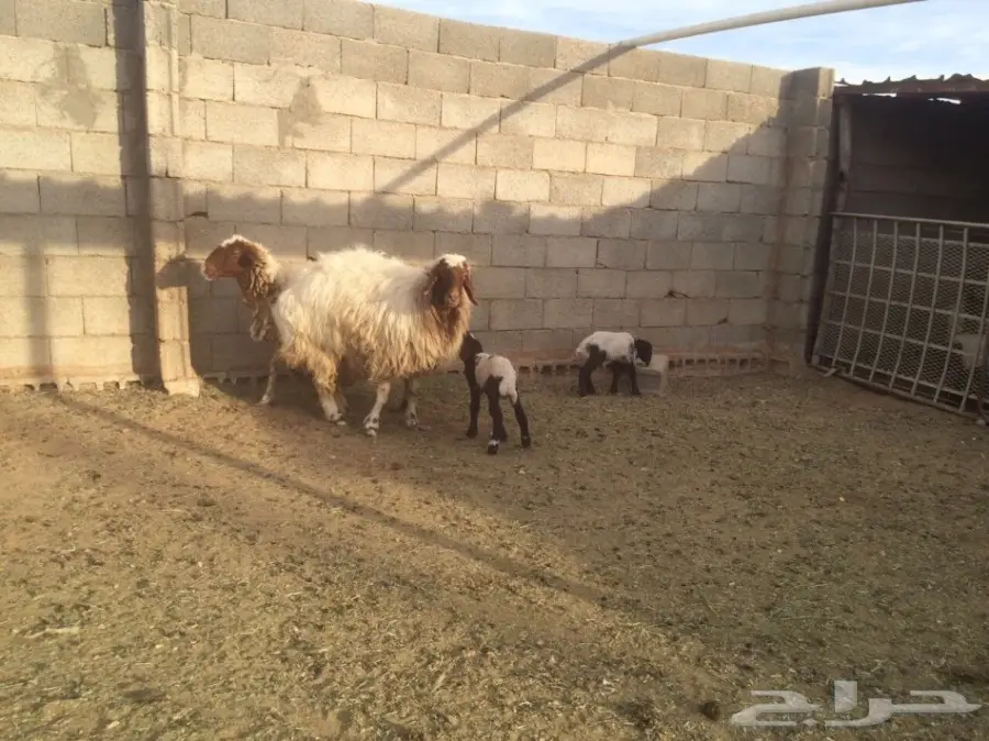 للبيع 10شياة وعيالها 10 ذبايح (image 3)