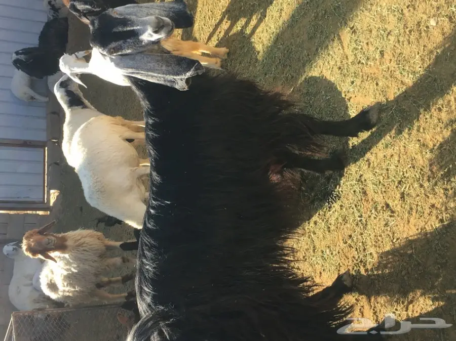 للبيع عنز معها 2