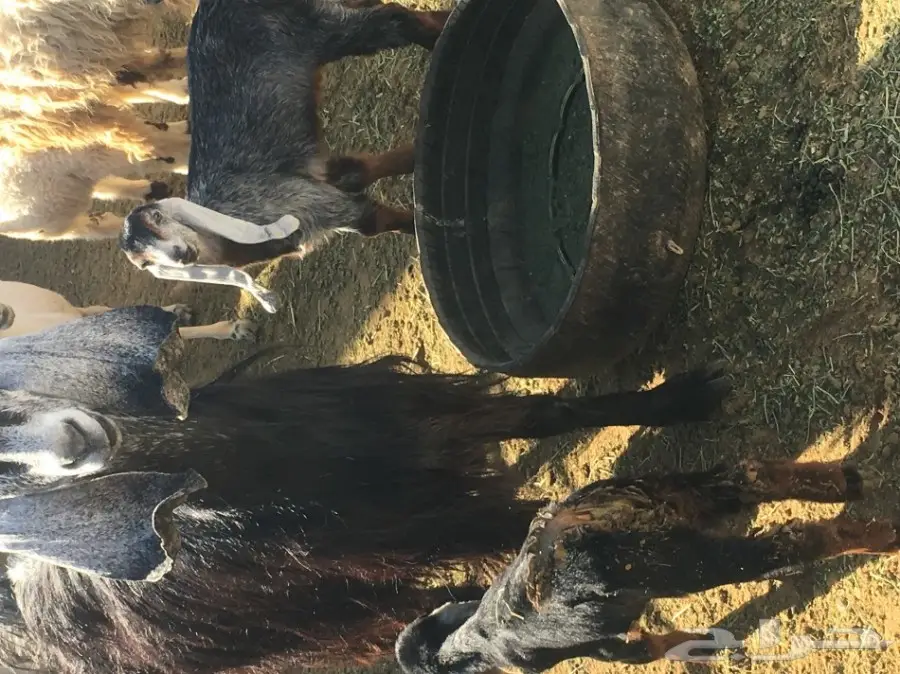 للبيع عنز معها 2 (image 1)